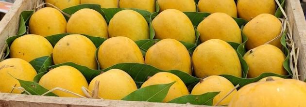 Jarda Aam