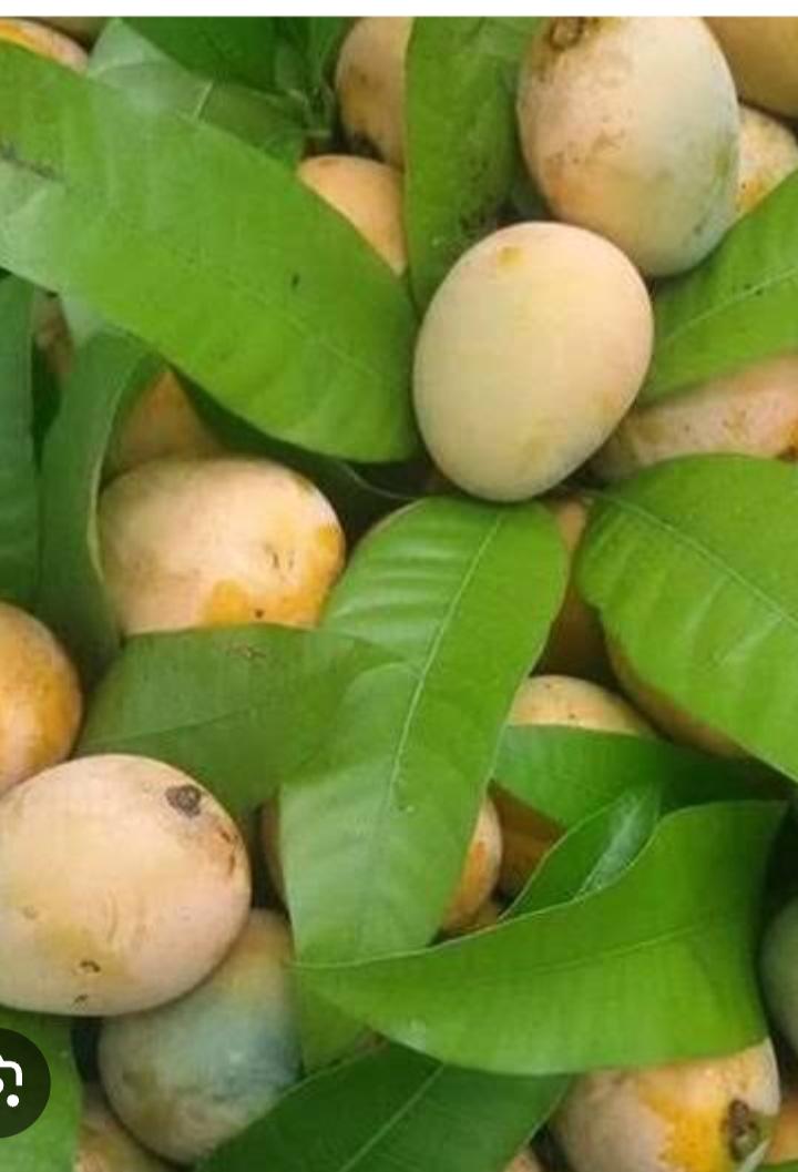 Mango Harvest
