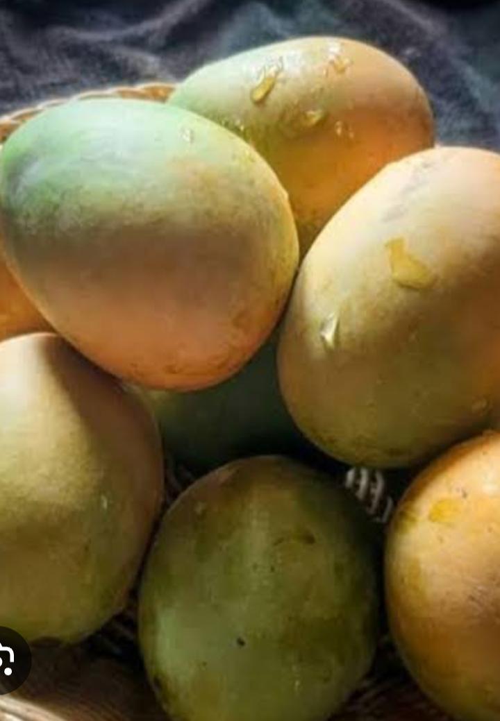 Mango Harvest
