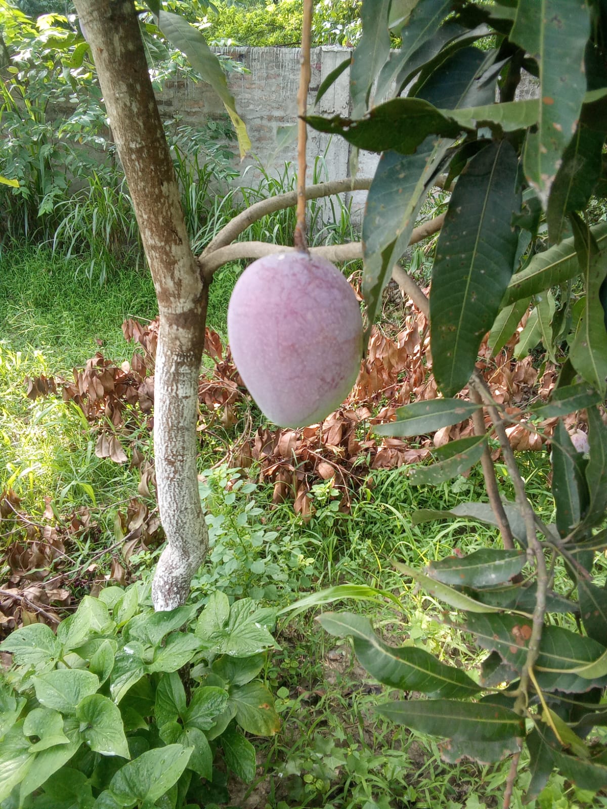 farm